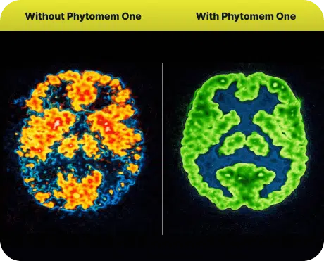 Phytomem one